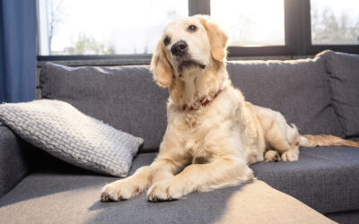 Geistig fit bleiben: Dog Activity Strategiespiele