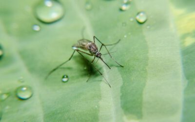 Insektenabwehr: Schützen Sie sich vor Mücken, Bremsen und Co.