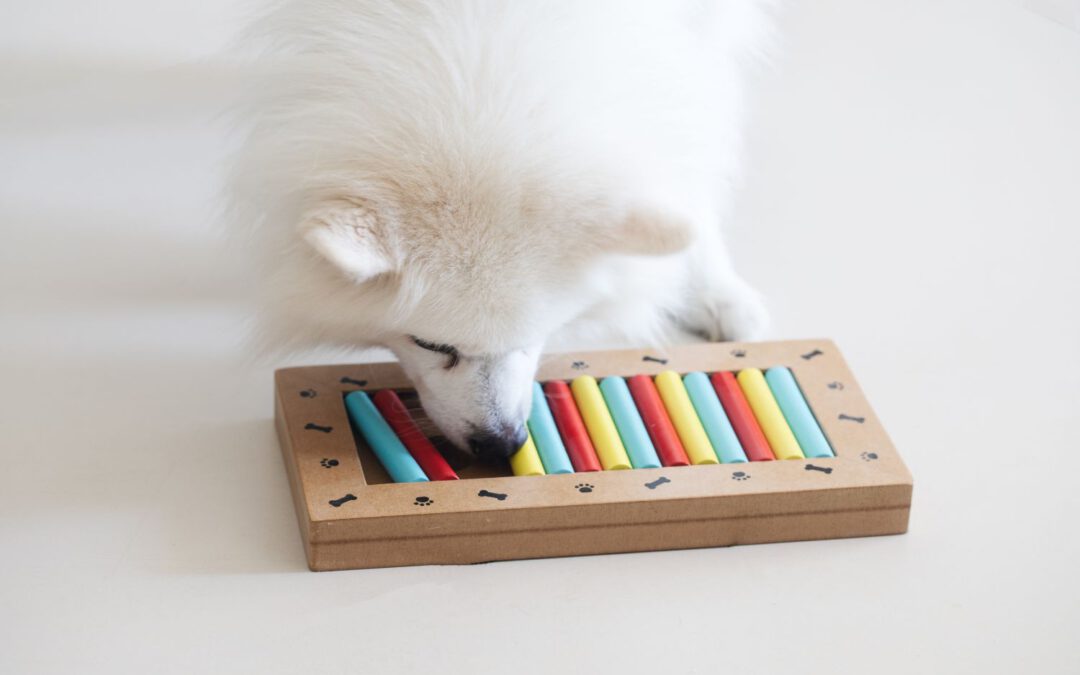 Dog Activity – so bleibt Ihr Hund durch Spiele geistig fit