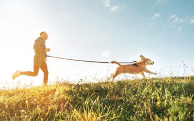 Gesundes Altern – wie Ihr Hund die letzten Jahre gut übersteht