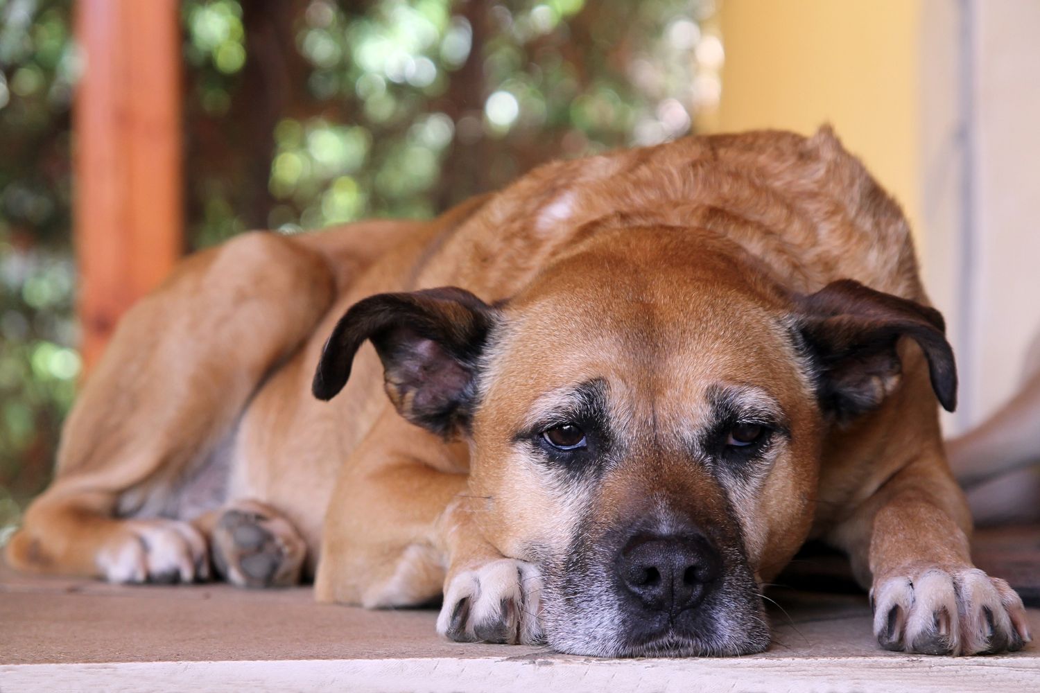 Demenz und Alzheimer etwa auch beim Hund?