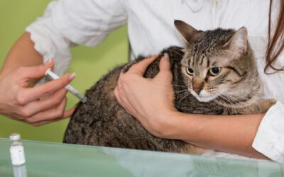 Diabetes bei Katzen – was Sie als Tierbesitzer tun können