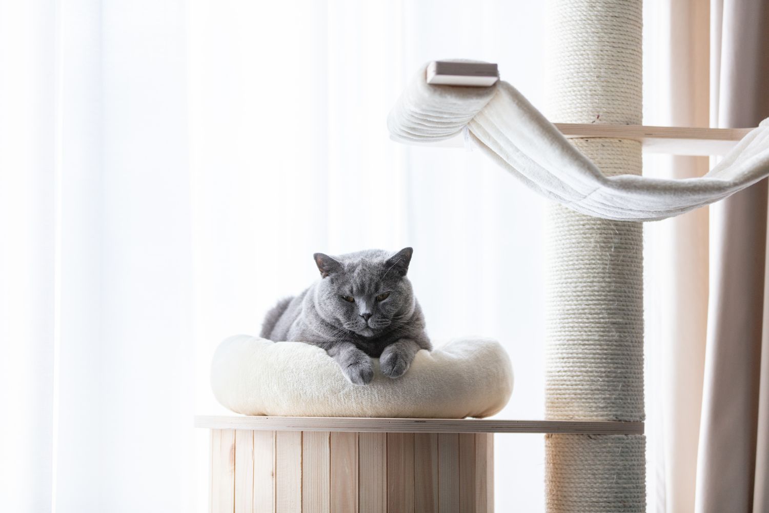 Kratzbaum für alte Katzen – Wie sie den Aufstieg erleichtern