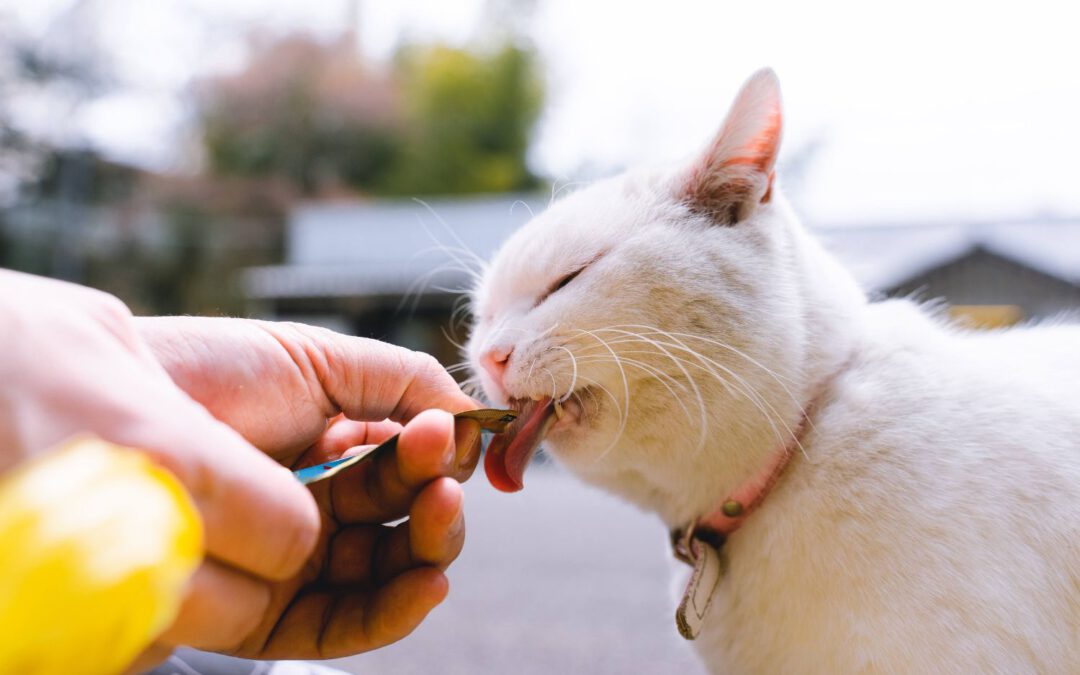 Alte Katzen füttern – Tipps für eine gesunde und ausgewogene Fütterung