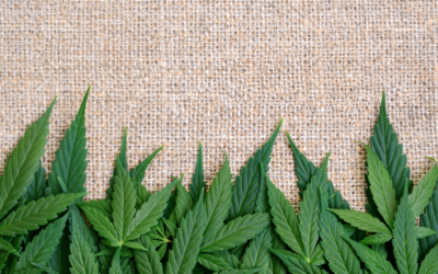 CBD, THC, Cannabis und Hanf: Der Anbau für zu Hause