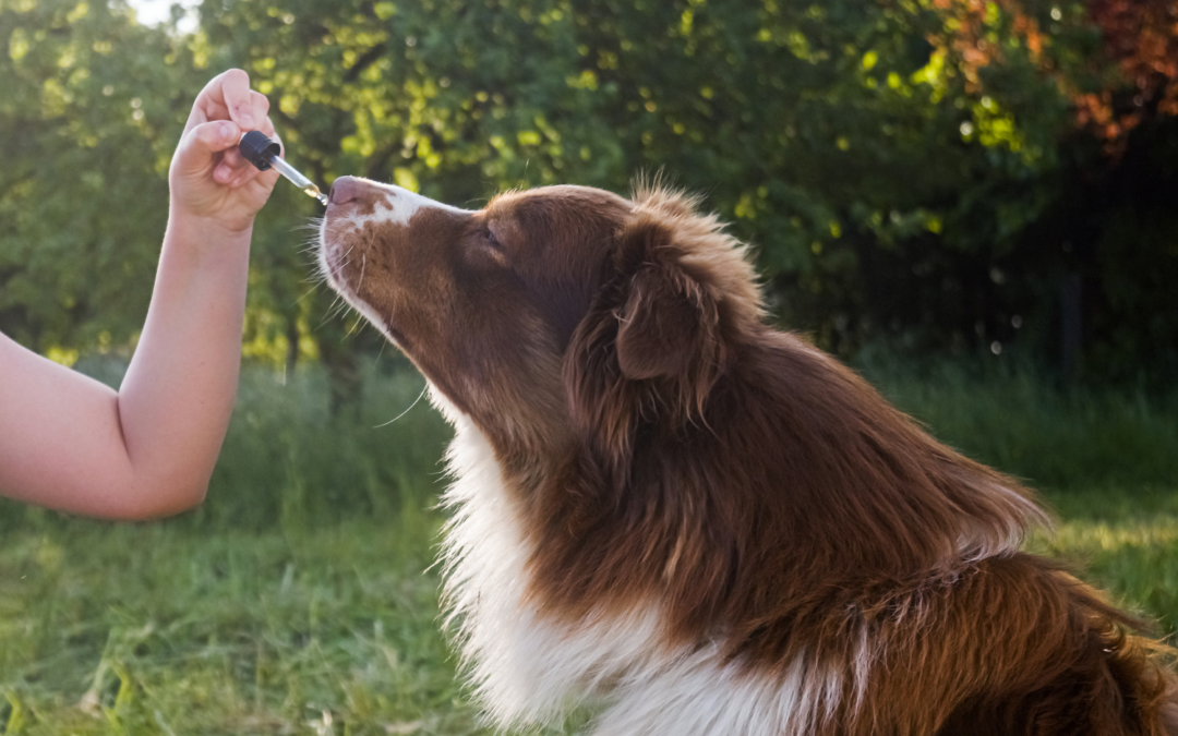 CBD Öl für Hunde: Erstaunliche Wohltat für unser Haustier
