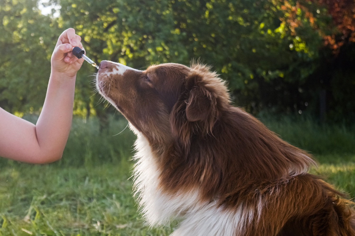 CBD Öl für Hunde: Erstaunliche Wohltat für unser Haustier